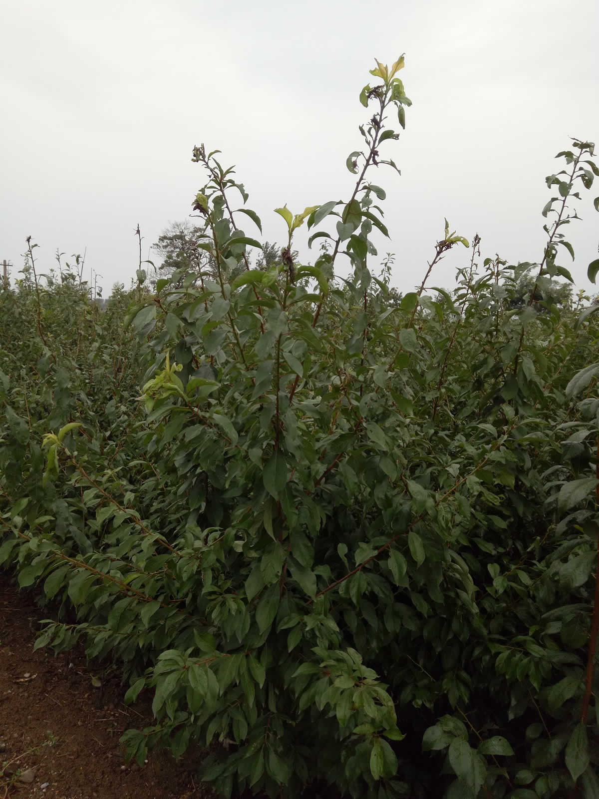 陕西李子苗哪家好图1