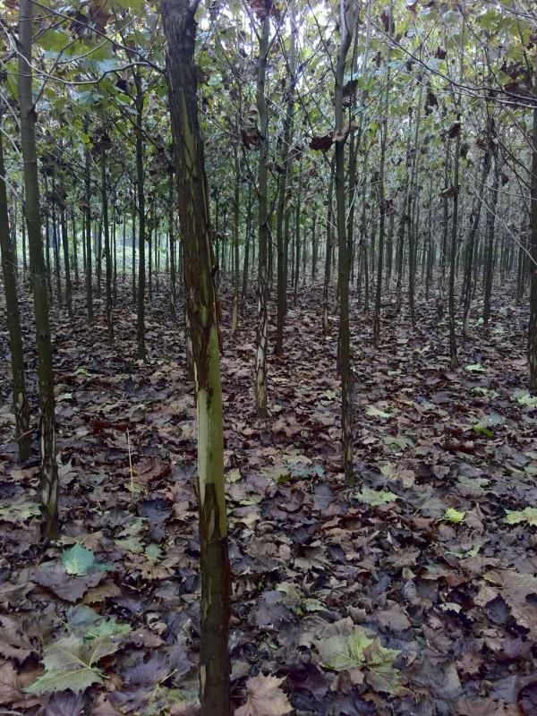 速生法桐代理/恒锐苗木