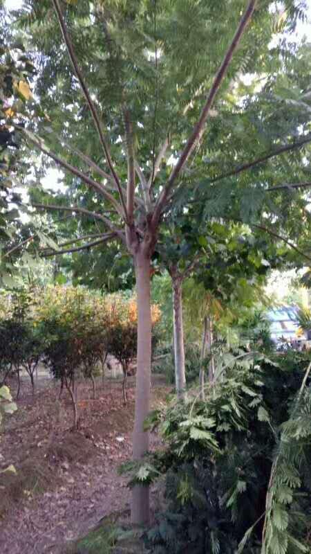 合欢批发/恒锐苗木