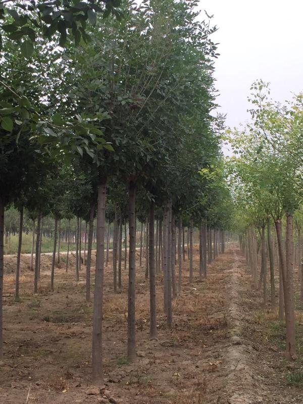 速生白蜡代理/恒锐苗木