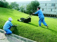 天津专业园林养护-河南畅新物业