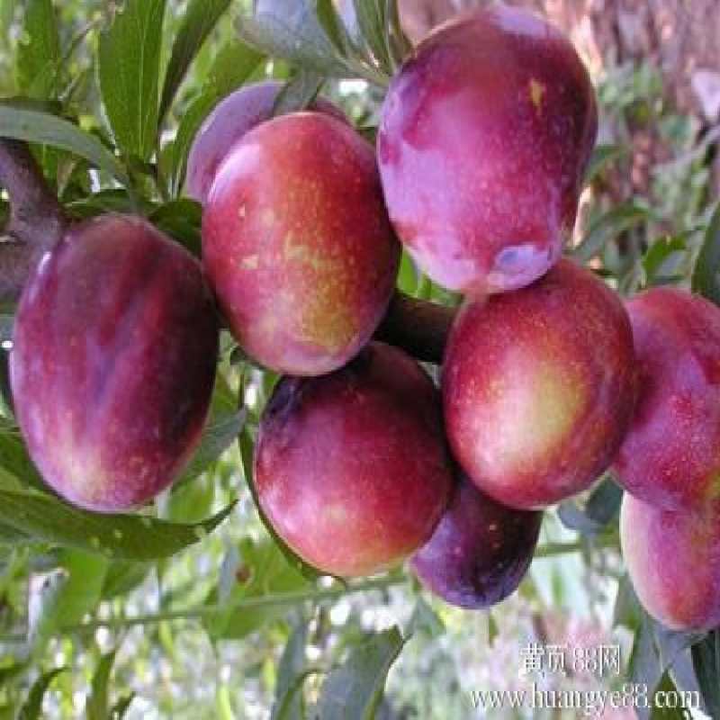 李子种苗多少钱/泰安拓达苗木