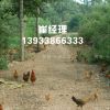 土鸡苗哪里有-赞皇县天然农产品