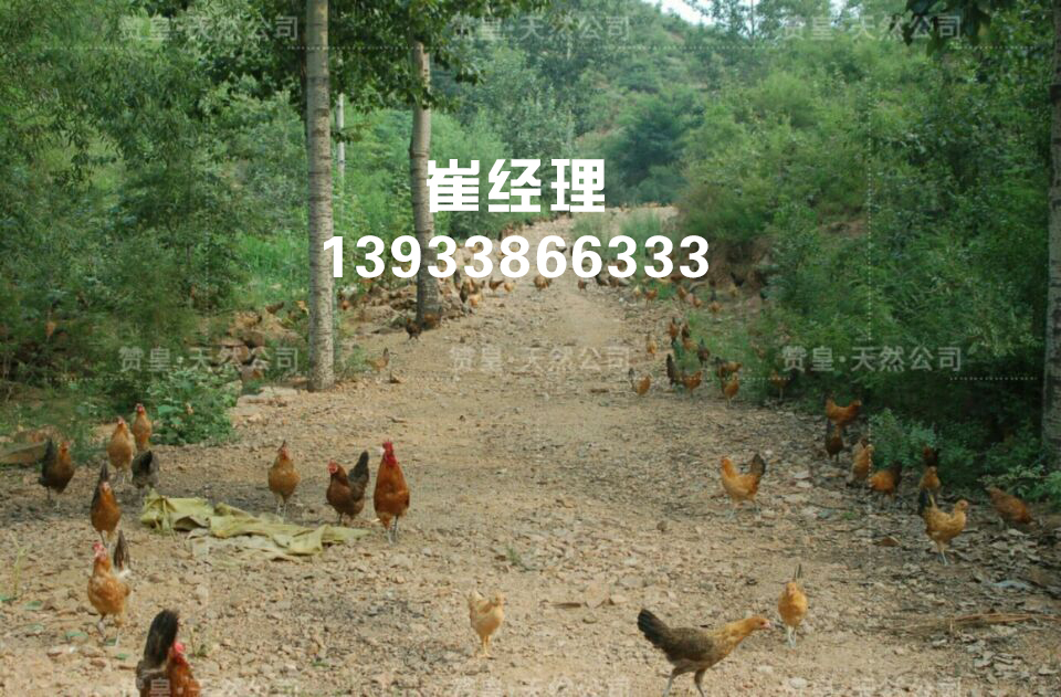 太行鸡多少钱-赞皇县天然农产品