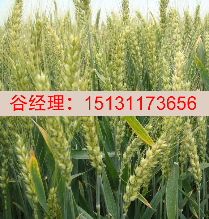 邯郸小麦种子-嘉丰种业图1