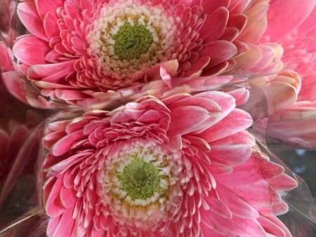 山东扶郎花/临沂市夏家扶郎种植合作社